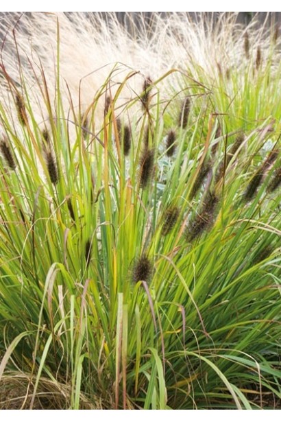 `Black Beauty` — один з найефектніших сортів пенісетуму.